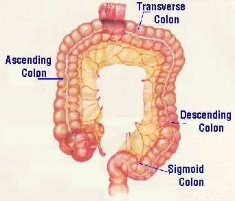colon sigmoid transverse body muscle detox happens poo die inside when rectum lose fat build then