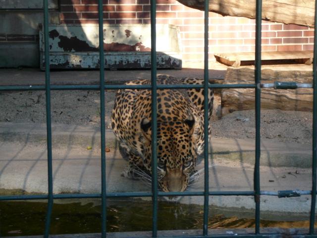 p1000970.jpg