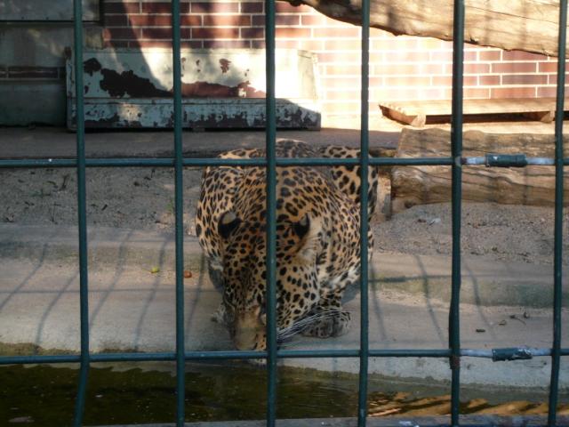 p1000971.jpg