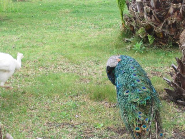 IMG_3411.JPG