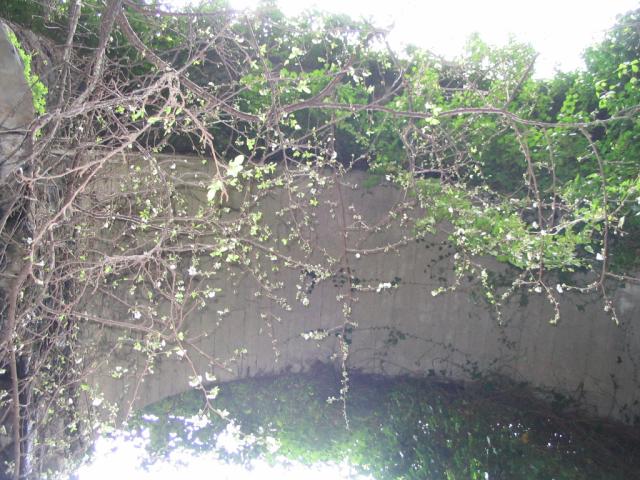 IMG_3519.JPG