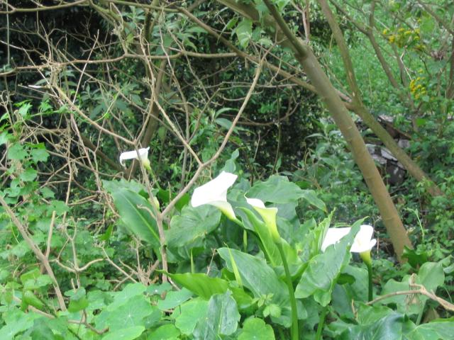 IMG_3542.JPG