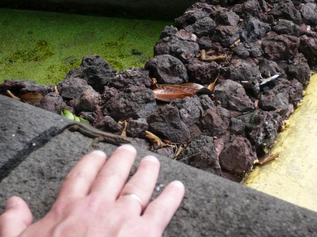p1000370.jpg