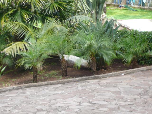 p1000390.jpg