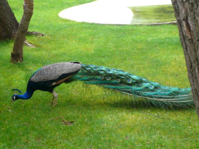 p1000399.jpg
