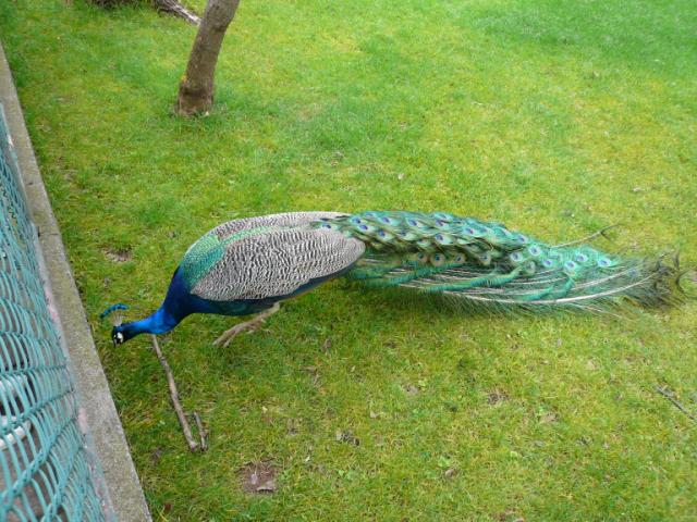 p1000401.jpg