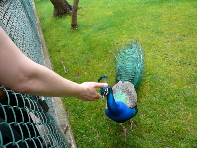 p1000409.jpg