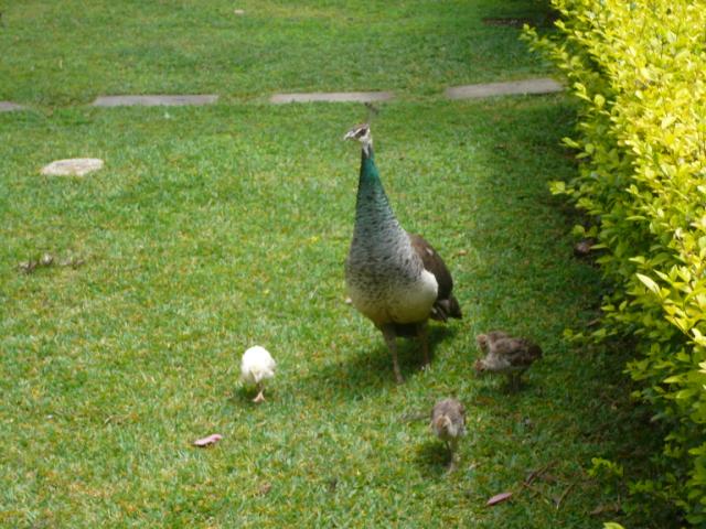 p1000483.jpg