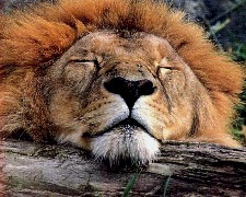 A sleeping lion